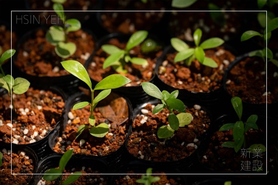 ＃臺(tái)灣山林復(fù)育協(xié)會(huì)，目的是推動(dòng)本土的生態(tài)教育，進(jìn)行自然棲地的保護(hù)，在地種源的復(fù)育，9月秋旬之日，新業(yè)攜手各部同仁，益起為大肚山的森林當(dāng)起生態(tài)志工。