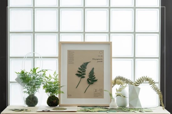 植物成紙後，經(jīng)過(guò)雙手溫度的切剪，再次以植物的型態(tài)存在於生活中，裱入框畫(huà)、插進(jìn)花瓶，擬真的紙蕨，永恆如生，恣意地妝點(diǎn)日常。