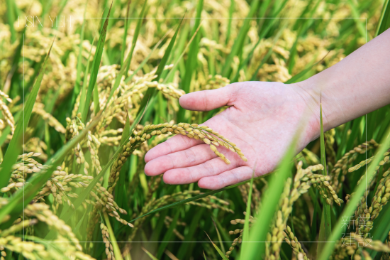 契作認(rèn)養(yǎng)15載，霧峰小農(nóng)對於自然農(nóng)法無農(nóng)藥、無化肥的堅(jiān)持，新業(yè)守護(hù)這份對土地的溫柔心意，讓善與美在這片大地持續(xù)傳遞。