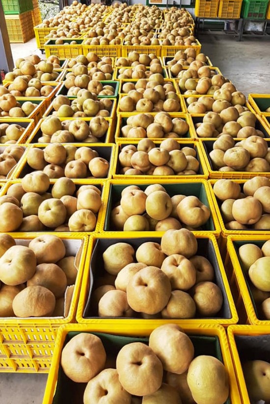 堆成一籃又一籃的小山，等待裝箱配送的梨子們。