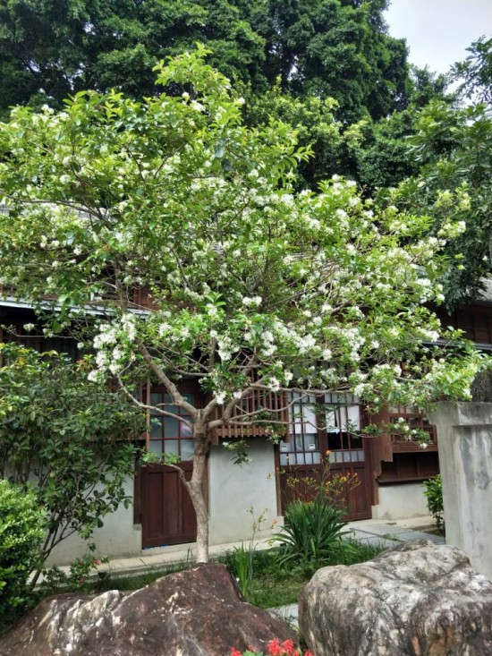 流蘇是否因懷念著誰而白了頭？文學館的一景，正盼著誰歸來？