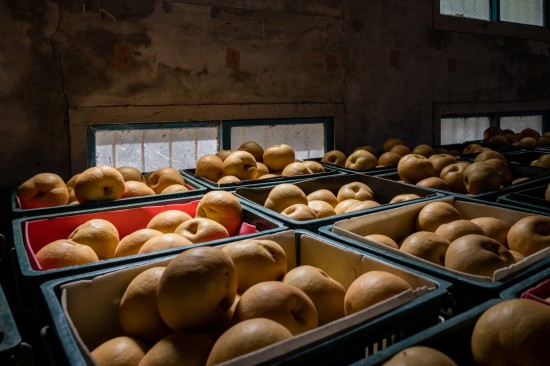 一箱箱等待包裝的梨子，靜靜的享受陽光的餘韻，像是為她的旅行稍作休息，整裝待發(fā)。