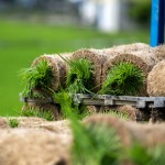 一捲捲的秧苗捲，像極抹茶瑞士捲，捲秧苗也是一門學問，彎著腰把有重量的苗卷一左一右的放置，為了方便搬運不壓壞秧苗，層層疊疊，也方便後續(xù)秧苗機的使用。