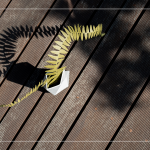 陽(yáng)光灑下，將紙蕨上分明的葉片照映在地面上，光影交織，變幻移動(dòng)，感受光影下的美麗。