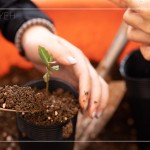 臺(tái)灣每個(gè)區(qū)域潛在森林的樹(shù)種超過(guò)百種，各地的樹(shù)種又不近相同，因此把『樹(shù)苗培育』做好，森林復(fù)育就有機(jī)會(huì)真正依循『生態(tài)』的方式來(lái)『生生不息』。