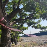 以紅色緞帶為記，牽起與新業(yè)的緣分，等待時(shí)機(jī)，在新的落腳處延續(xù)自然與人的美好記憶。