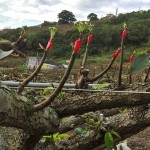 將開而未開的梨兒，是否像極了梨樹仰頭，謹(jǐn)以綠中帶白的嫩芽向天示好。