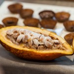 現(xiàn)場體驗(yàn)現(xiàn)剖可可果，裡頭新鮮的可可豆吃起來像山竹口感，帶有酸澀感，果肉厚實(shí)，是為開啟巧克力製成重要的一把鑰匙。