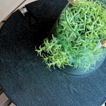 春天的指尖輕輕撫上玻璃罐，紛紛的綠意藏不住，也竄出枝枒熱情回應(yīng)著春天的問候。