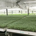 幼苗時(shí)期，給番茄最好的養(yǎng)育環(huán)境，以免受蟲擾溫室環(huán)境悉心呵護(hù)，為維持番茄的授果效率，夜晚也會(huì)啟動(dòng)抽風(fēng)機(jī)幫助降低溫度。