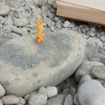 依循腦海中的畫面，選定原石後繫上記號(hào)，未來將成為社區(qū)內(nèi)的工藝亮點(diǎn)。