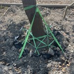 樹(shù)木的移植需經(jīng)過(guò)繁複的作業(yè)程序加上時(shí)間等待，圖中正在進(jìn)行第一階段「斷根」作業(yè)。