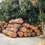 透過素材再利用，延續(xù)了木材的價(jià)值，新業(yè)積極響應(yīng)永續(xù)發(fā)展，打造與自然共存的建築。