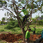 平衡修剪的重要性，提高植栽的存活率