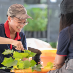 當(dāng)天換盆樹種之一的山芙蓉，又稱三醉芙蓉，需要強(qiáng)日照，且耐旱，在開花後的一天之中，會(huì)有三種顏色變化，像是表情善變的美人。