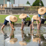 新業(yè)以實(shí)際行動(dòng)參與農(nóng)作，雙腳踏在柔軟的田裡，彎著腰將一株株秧苗種下，手把青秧插滿田，感恩腳下每一寸土地，步步講究、守候與疼惜。
