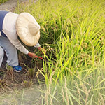 臺(tái)農(nóng)71號(hào)香米， 有著淡淡的芋頭香氣的品種