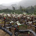 山漫著層層薄霧，山丘上點(diǎn)點(diǎn)白花悄然盛放，近看可細(xì)賞花蕊，遠(yuǎn)觀則儼然山頭被雪染白。