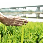 親自下田走一遭，親手拂過稻苗或稻穗，方知農(nóng)民在田野間一切的親力親為，是來自對上天的敬虔與懇切。