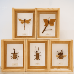 Amo老師因兒子的無心插柳，創(chuàng)造出別無以往的新穎手作課，至今的作品高達(dá)30多種，件件作品猶如工藝品般細(xì)緻完美。