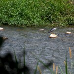 實際走覽筏子溪，環(huán)境絕對會是我們最棒的老師。及時將垃圾排除於他們的棲息處，也可以減少小動物們因廢棄物受傷的機會。