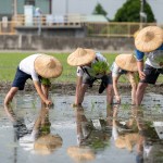 雙腳踏在柔軟的田裡，彎著腰將一株株秧苗種下，手把青秧插滿田，退步原來是向前。