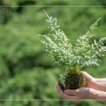 伴手禮—銀脈鳳尾蕨苔球，翠綠透徹，銀白色的葉脈如羽毛般，光線下隱隱散發(fā)銀白光芒，就像成片雪花，靜靜落在葉面上。