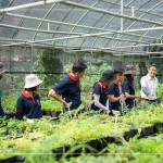 將採(cǎi)集到的種子，放置種子萌發(fā)室，換盆作業(yè)即是協(xié)助將種子萌發(fā)後的幼苗進(jìn)行分株換盆，有自己的家繼續(xù)茁壯長(zhǎng)大。