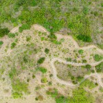 大肚山於早期時，被廣泛種植大黍草，以作為馬匹的糧草，在乾季的壓力下會大量枯萎，容易引起大火，進而影響原生植物的生存。