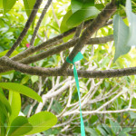 選定每棵樹(shù)種後，在樹(shù)幹繫上束帶做為紀(jì)錄，堅(jiān)持尋樹(shù)的意念，維護(hù)樹(shù)的理念，保持愛(ài)樹(shù)的初衷。