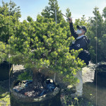 測量每棵樹的樹高及腰圍，細(xì)看樹形與葉片的茂盛程度，檢視樹種的生長狀態(tài)，選擇能與建築共老，與生活並行的風(fēng)景。