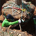 全樹冠移植與放根-宜家基地移到新業(yè)誠(chéng)家