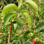 隨著時(shí)間過去，雪白而輕巧的梨花退了場，轉(zhuǎn)換為一顆顆沉甸甸的果實(shí)。