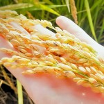 黃澄澄的臺農(nóng)71號稻子，散發(fā)出淡淡的芋頭香氣。