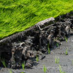 每一株都是農(nóng)民們辛苦的付出，散發(fā)著土壤、秧苗、陽光交織的香味。