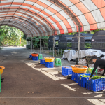 一棵樹苗必須從一顆種子播種開始，由志工們從母樹採集種子，播種發(fā)芽後，進(jìn)行種子苗換盆作業(yè)，採各組分工，介質(zhì)裝盆、小苗固定、標(biāo)籤樹種、灑水等。