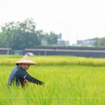 支持霧峰在地三代小農(nóng)，友善耕作，堅(jiān)持品質(zhì)，嚴(yán)選品種，保留大地最純粹的溫柔。