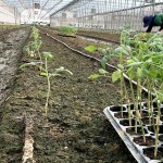 一株株的番茄幼苗，正一排一排在旁候著，等待在此地生根勃發(fā)。幸得嘉南平原日夜溫差大的條件，相信這一批玉女番茄將長得又快又好！