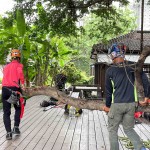 修剪工程不疾不徐的進(jìn)行，也讓大榕樹底下的日式建築，避免隨時(shí)有枝幹掉落的風(fēng)險(xiǎn)，榕樹的成長(zhǎng)也更能安心茁壯。