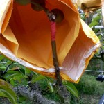 梨的養(yǎng)育與孩子的教育相當(dāng)，在幼果期，梨子還沒有能力承擔(dān)外在風(fēng)吹雨打，就需要一層保護(hù)避開農(nóng)藥及任何汙染物，也因此，農(nóng)民阿君每年收成的水梨送交農(nóng)試所檢驗(yàn)，報(bào)告都是農(nóng)藥零檢出，連皮帶果肉都可放心吃！