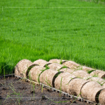 一捲捲的秧苗捲，為了方便搬運(yùn)不壓壞秧苗，層層疊疊，也方便後續(xù)秧苗機(jī)的使用。