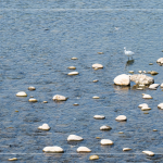 筏子溪，蘊含著無數(shù)個小生命，牠們的家園，需要你我共同維護(hù)，一起守護(hù)河川；守護(hù)海洋；守護(hù)地球。