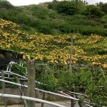 如果說梨花海是低調(diào)安靜，那麼梨子套袋後滿山滿谷黃澄澄的畫面，看起來則如質(zhì)樸中帶點(diǎn)不容忽視的貴氣性格。