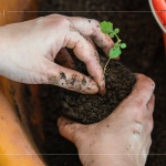 苗種根部水平放置於黑軟盆口，將調(diào)配好的介質(zhì)土壤裝進(jìn)盆內(nèi)，並適當(dāng)敲盆，讓土壤不過於緊密。