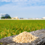 綿延近2.6萬坪的契作面積，從翠綠秧苗到金黃稻浪，是農(nóng)友們?nèi)杖招羷诔删偷呢S碩果實(shí)，更多是對這片土地的溫柔與敬愛。