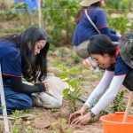 種下榕屬植物，富含水份及乳汁、枝葉茂密、遮陰度高，可抑制大黍草生長，防火林帶不僅兼顧山坡地的防火，更可恢復生物多樣性及森林植群。