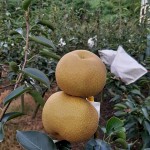 「吾家有梨初長成」！卸下袋裝的它，碩大的體型看來相當(dāng)顯眼，難怪被農(nóng)家一眼相中：就決定是你們了，我將帶你們到每一位值得接受祝福的人手中。