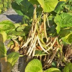 待紅豆莢成熟，農(nóng)民才可一一採收，撥開豆莢挑選出飽滿漂亮的豆籽。