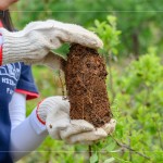 將樹苗種至植穴前，先將土球盤根的部分舒展開，以利樹苗種植後的根系發(fā)展。