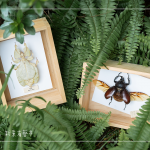 體驗(yàn)活動(dòng)—手作植物昆蟲，透過不同的自然素材，搭配敏銳觀察力，著手製作獨(dú)一無二的專屬工藝品。